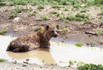 Tanzania: Hyena