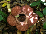 Rafflesia, een klein exemplaar van 50 cm groot