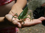 Wandelend blad