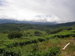 Sabah Tea Garden