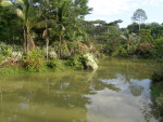 Jungle Resort in Sepilok