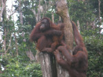 Orang oetans