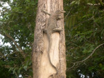 Monitor lizard