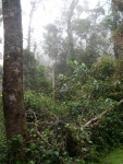 Mesilau Nature Resort 