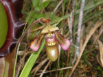 Orchidee