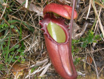Bekerplant