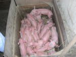 Pasgeboren biggen