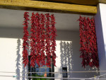 Paprika's hangen te drogen
