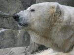 Central Park Zoo