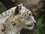 Central Park Zoo