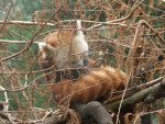 Central Park Zoo