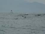 Whale watching bij Tarifa