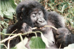 Zaïre: Berggorilla (Virunga National Park)
