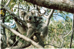 Australië: Koala's op Magnetic Island