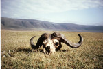 Tanzania: Waterbuffelschedel in de Ngorongoro krater