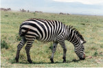 Tanzania: Zebra in de Ngorongoro krater